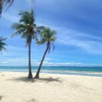 https://www.pexels.com/pl-pl/zdjecie/tropikalna-plaza-palm-beach-w-central-visayas-na-filipinach-33715957/