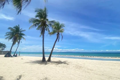 https://www.pexels.com/pl-pl/zdjecie/tropikalna-plaza-palm-beach-w-central-visayas-na-filipinach-33715957/