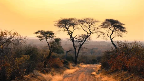 main-kenya-africa-pexels-30878973
